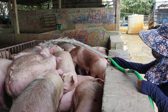 Giá thịt lợn bất ngờ tăng mạnh