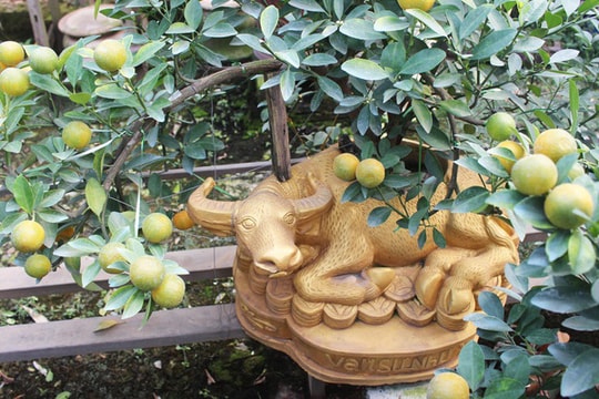 Trâu vàng "cõng" quất bonsai hút khách sành chơi, giá chục triệu đồng