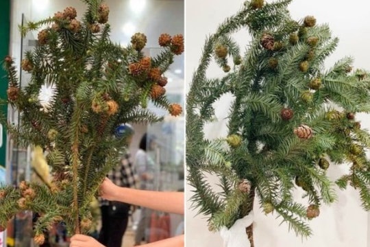 Cành thông tươi sẵn quả giá 'hạt rẻ', hot dịp Giáng sinh, khách háo hức rủ nhau mua