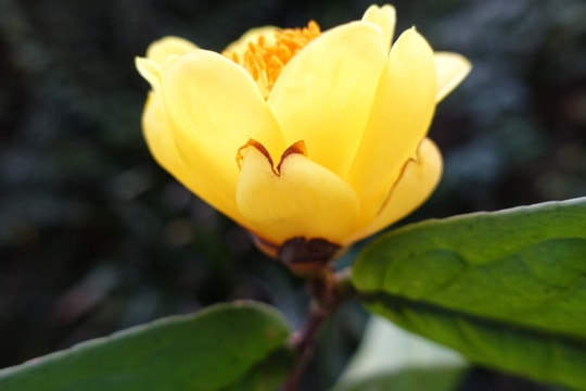 Người dân "hái tiền" từ loại cây mọc đầy trong rừng