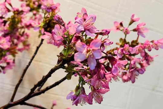 Mốt năm nay, dân Hà thành chơi hoa anh đào Trung Quốc