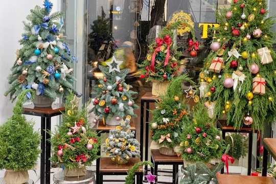 Thông tươi mini giá rẻ đắt khách dịp Noel