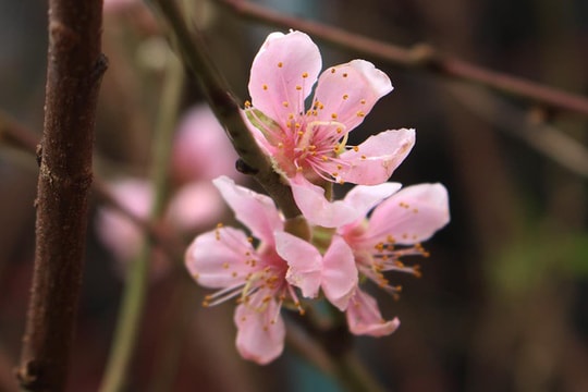 Đào Tết xuống phố sớm: Tiểu thương hét giá mỗi cành 1 triệu đồng