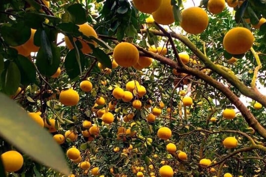 Bưởi Diễn 5 nghìn đồng/quả, đầu mùa loạn giá coi chừng dính lừa