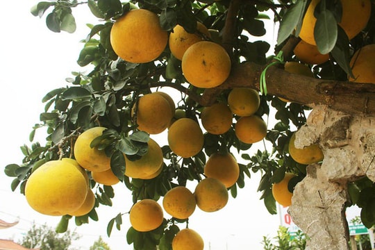 Đeo lúc lỉu 300 quả trên cây: Bưởi cảnh khổng lồ "hét" giá 100 triệu đồng