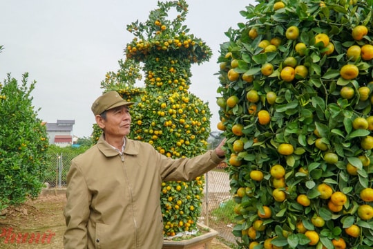 Ngàn USD một cặp quýt lục bình "khủng" chơi Tết