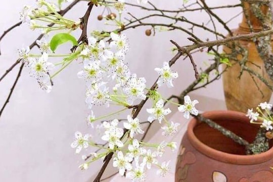 Hoa mận bung nở, người Hà Nội đặt mua về chơi trước Tết