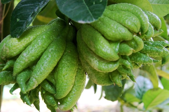 Vườn phật thủ trị giá cả trăm triệu sẵn sàng phục vụ Tết