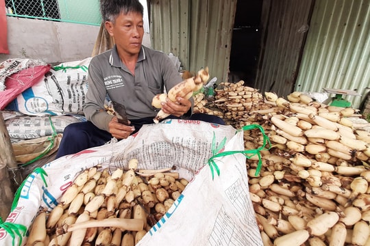 Mỗi năm trúng mùa bỏ túi cả tỷ đồng từ trồng sen lấy củ