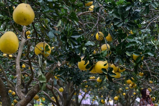 Anh nông dân thu 5 tỷ đồng mỗi năm nhờ 3.000 gốc bưởi Diễn