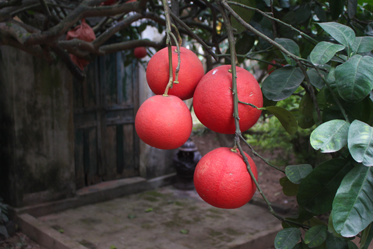 "Cụ" bưởi đỏ 60 tuổi ở Hà Nội được đeo mã số, mỗi năm ra 400 quả trĩu trịt