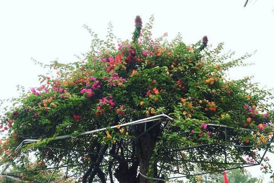 Trả 400 triệu, đại gia không mua nổi cây hoa giấy ngũ sắc 100 tuổi chơi Tết