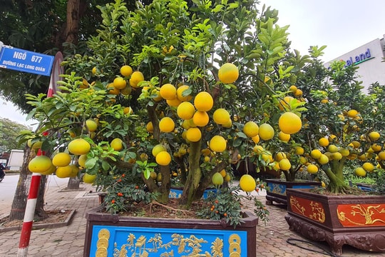 Cận cảnh những gốc bưởi Diễn 'khủng" giá đến 50 triệu để chơi Tết