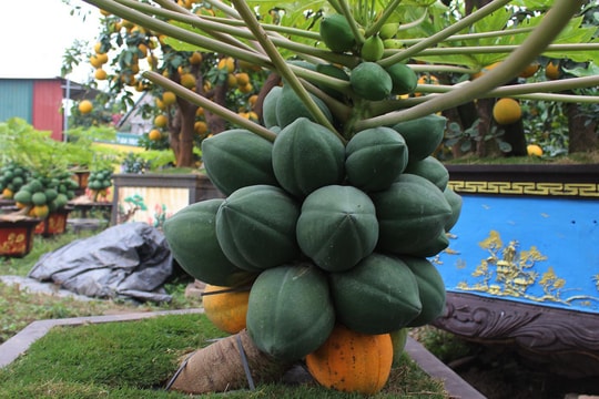 Đu đủ bonsai dáng siêu lạ, hút khách sành chơi dịp Tết