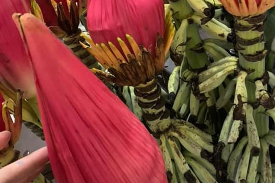 Dân công sở rủ nhau mua hoa chuối rừng về chơi Tết