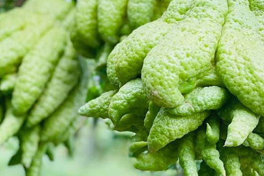 50 triệu đồng mua 500 quả phật thủ bán Tết, 10 ngày ăn lãi gấp đôi