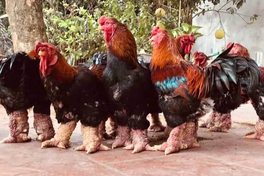 Trả 20 triệu đồng vẫn không mua nổi cặp chân gà Đông Tảo ăn Tết