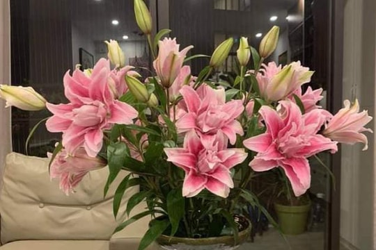 Hoa ly kép độc lạ đắt hàng ngày giáp Tết