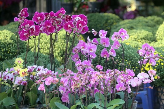 Người dân Thủ đô "tranh nhau" mua địa lan siêu đẹp giá 130.000 đồng/giỏ chơi Tết