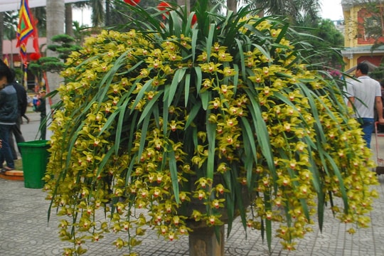 80 triệu đồng 1 chậu hoa địa lan Trần Mộng Sa Pa chơi Tết