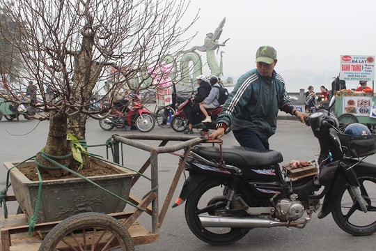 "Người vận chuyển" chạy "sô", kiếm tiền triệu mỗi ngày nhờ chở cây cảnh