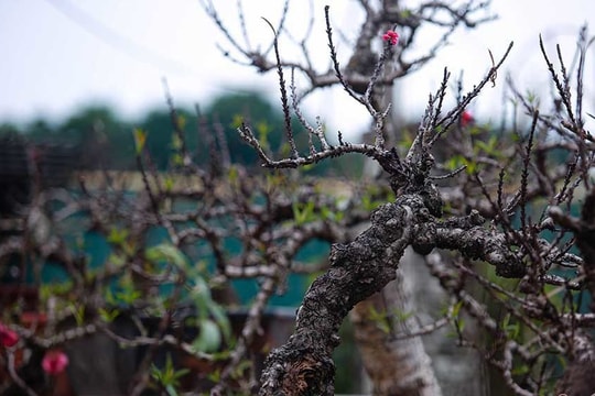 Nắng lên bất ngờ, đưa đào Thất Thốn vào 'hầm' điều hoà chờ Tết