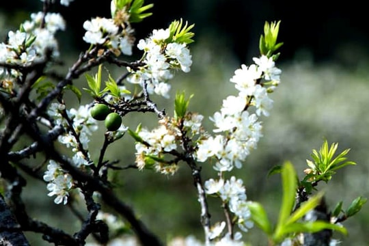 Cành hoa mận cổ về Hà Nội, giá tiền triệu vẫn hút dân mua chơi Tết