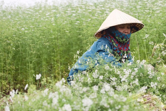 Trồng cánh đồng mùi già bát ngát, giữ hương cho khách tắm thơm đêm 30 Tết