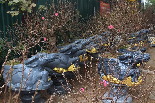 Tết chơi sang, xuống tay 2 triệu đồng mua trâu đen "cõng" hoa đào