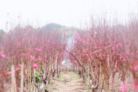 Nông dân trồng đào Nhật Tân 'đứng ngồi không yên' khi dịch COVID-19 bất ngờ bùng phát mạnh
