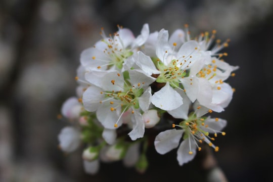 Cành mận rừng trắng muốt xuống phố "hút" khách sành chơi