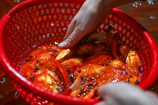 Cá chép tăng giá gấp 3 trước ngày Tết Táo quân