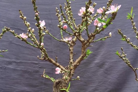 Cách nhận biết đào mini Trung Quốc 'đội lốt' đào Thất Thốn bán đầy chợ