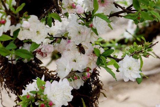 Ngắm hoa mai trắng khoe sắc tinh khôi giữa lòng Thủ đô