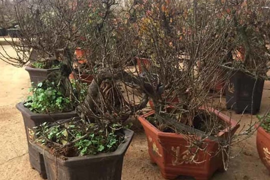 Lái xe lên núi, vào tận bản sâu lùng cây nhất chi mai về chơi Tết