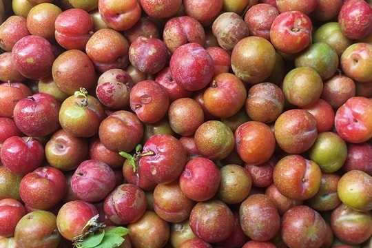 Mận hậu trái mùa giá đắt hơn bò Mỹ... nhiều người vẫn quyết mua đãi khách dịp Tết