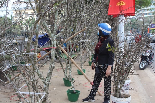 Nhìn tưởng củi khô, mang về Thủ đô "hét giá" bạc triệu