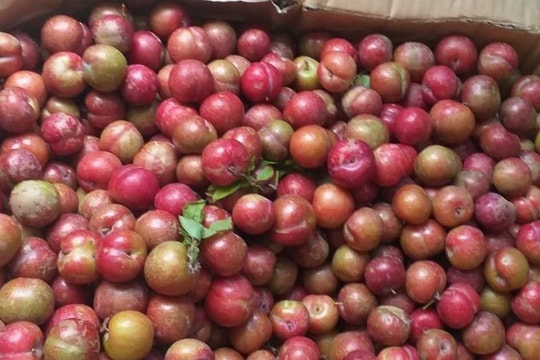 Mận hậu Mộc Châu trái mùa, năm nay giá rẻ chưa từng thấy