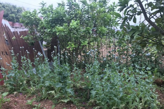 Lén lút trồng cây thuốc phiện trong vườn sẽ bị xử lý thế nào?