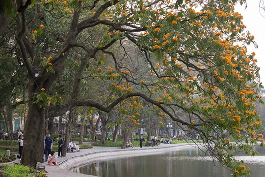 Người dân Hà Nội thích thú chiêm ngưỡng cây vàng anh đại thụ đang nở hoa rực rỡ một góc hồ Gươm