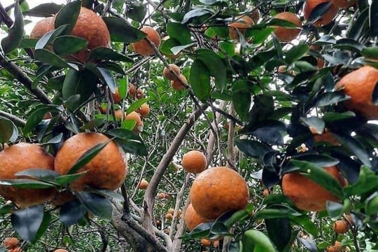 Cam sành Hà Giang siêu rẻ: 6 nghìn đồng/kg, mua cả yến vắt uống cả lít