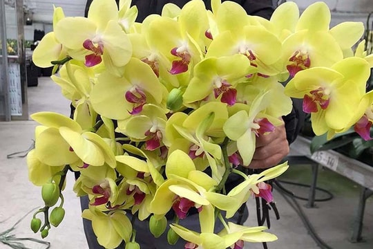 Lan hồ điệp rẻ chưa từng có, gom cả bó tặng vợ 8/3