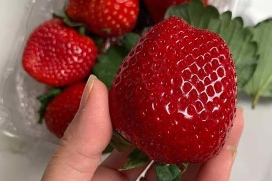 Dâu tây Mộc Châu đắt hơn đồ Nhật, về Hà Nội giá vip 1 triệu đồng/kg