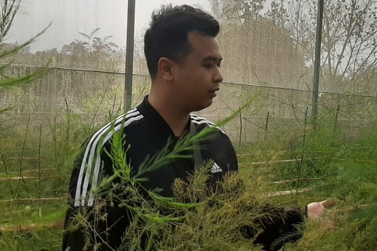 Điện Biên: Chàng thanh niên làm giàu từ mô hình trồng măng tây 