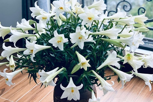 Hoa loa kèn đầu mùa vừa đắt vừa hiếm, chị em Hà Nội vẫn tới tấp lùng mua