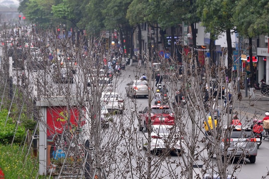 Hà Nội: Hàng cây phong lá đỏ trơ trụi như củi khô