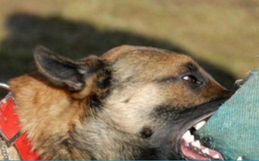 Để chó cắn người, chủ bị xử lý như thế nào?