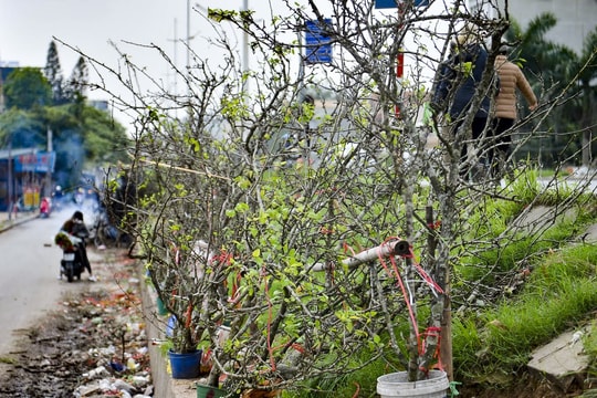 Lê rừng thất sủng hết thời 'bạc triệu', tiểu thương bỏ của chạy lấy người, vứt ngổn ngang