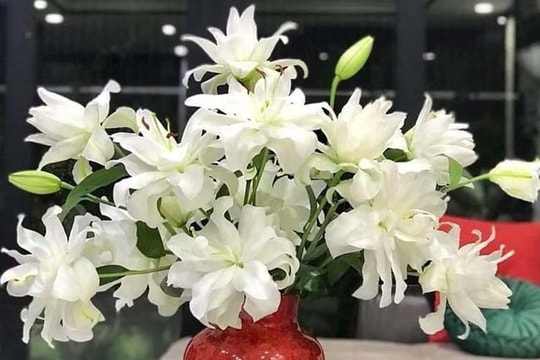 Loại hoa ly siêu đắt đỏ, chị em Hà thành ráo riết lùng mua