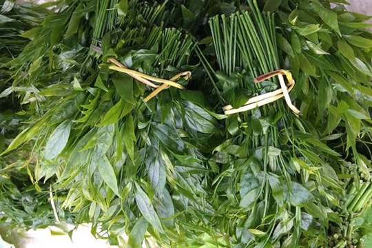 Món rau lạ trên rừng về Hà Nội, 200 nghìn/kg vẫn ‘cháy hàng’